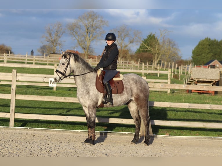 Connemara Hongre 5 Ans 155 cm Rouan bleu in Bogaarden