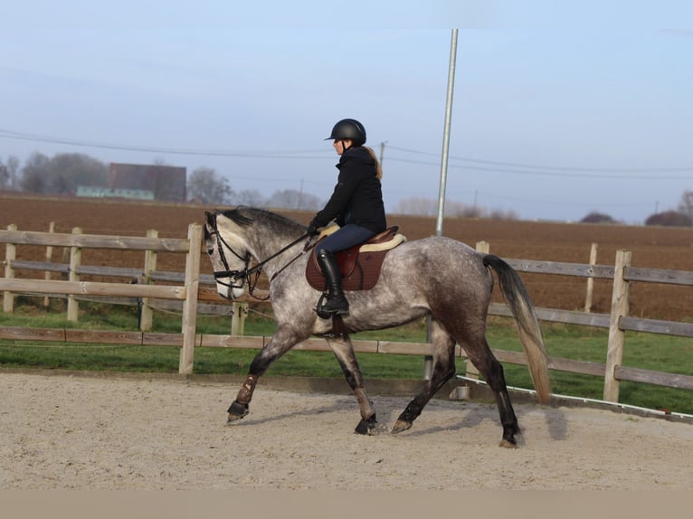 Connemara Hongre 5 Ans 155 cm Rouan bleu in Bogaarden