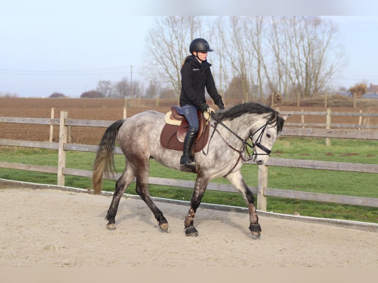 Connemara Hongre 5 Ans 155 cm Rouan bleu in Bogaarden