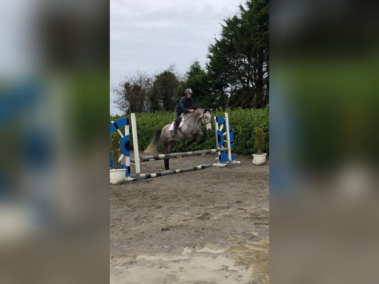 Connemara Hongre 5 Ans 155 cm Rouan bleu in Bogaarden