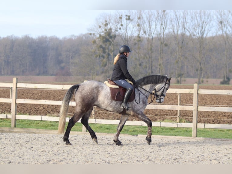 Connemara Hongre 5 Ans 155 cm Rouan bleu in Bogaarden