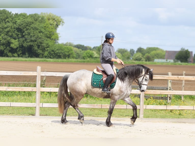 Connemara Hongre 5 Ans 156 cm Rouan bleu in Pepingen