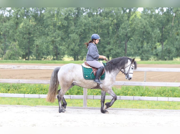 Connemara Hongre 5 Ans 156 cm Rouan bleu in Pepingen