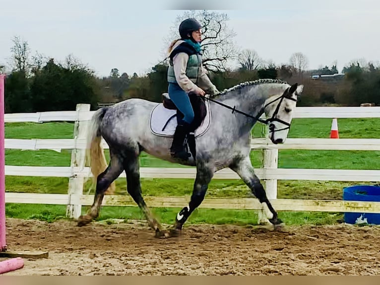 Connemara Hongre 5 Ans 158 cm Gris in Mountrath