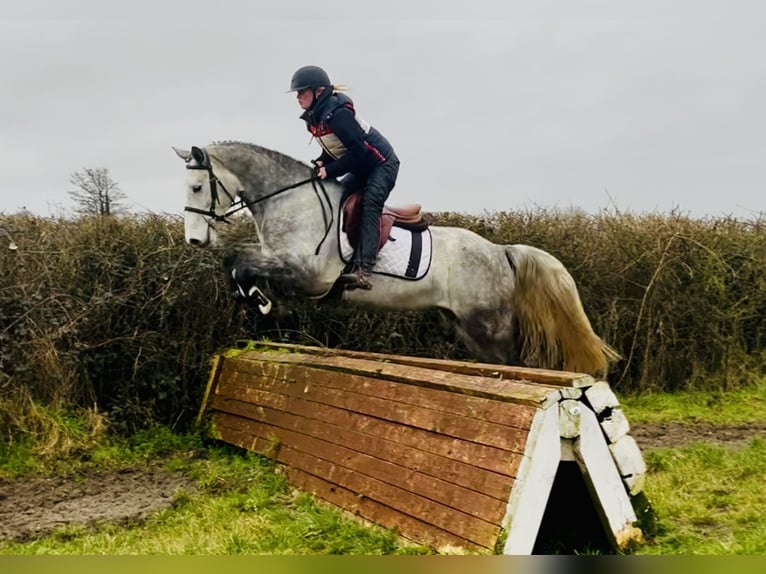 Connemara Hongre 5 Ans 158 cm Gris in Mountrath