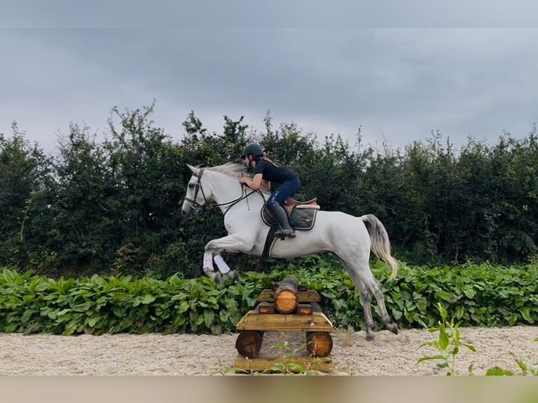 Connemara Hongre 5 Ans 158 cm Gris in Sligo