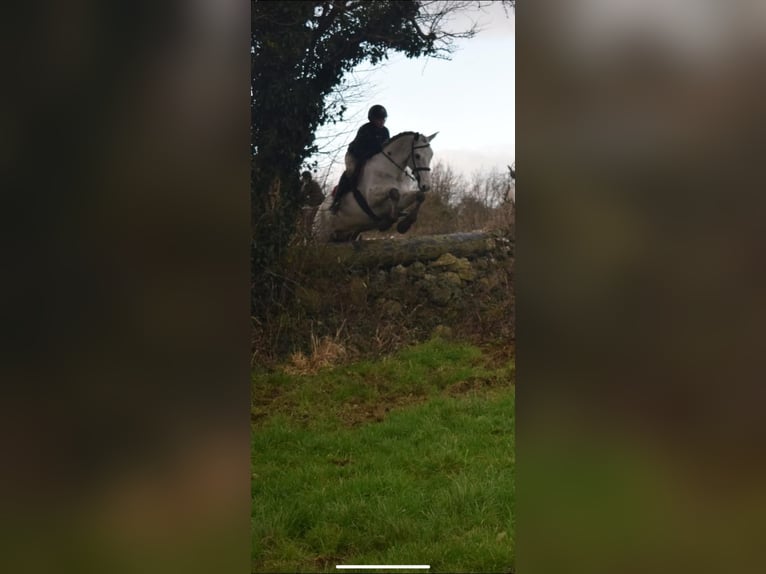 Connemara Hongre 5 Ans 158 cm Gris in Sligo