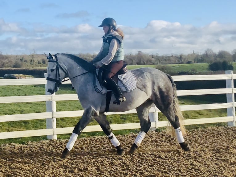 Connemara Hongre 5 Ans 158 cm Gris pommelé in Mountrath