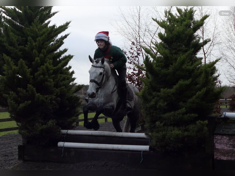 Connemara Hongre 5 Ans 158 cm Gris pommelé in Mountrath
