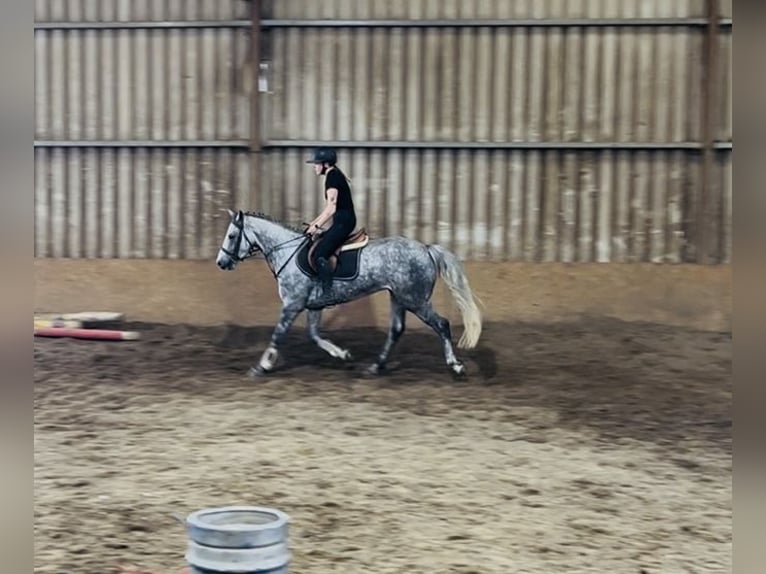 Connemara Hongre 5 Ans 158 cm Gris pommelé in Sligo