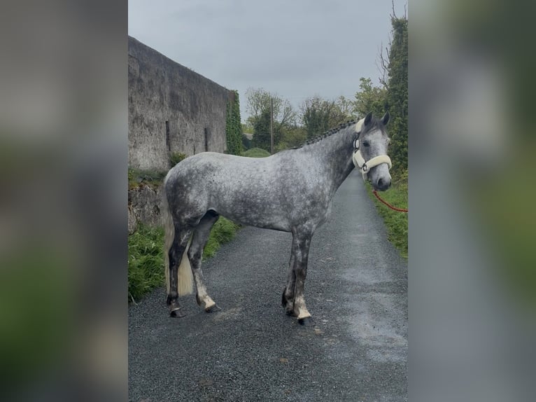 Connemara Hongre 5 Ans 158 cm Gris pommelé in Sligo