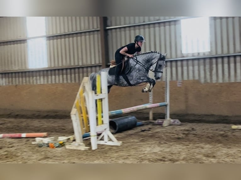 Connemara Hongre 5 Ans 158 cm Gris pommelé in Sligo