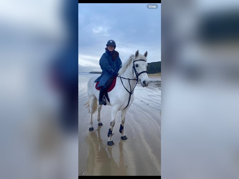 Connemara Hongre 5 Ans 160 cm Gris in Dublin
