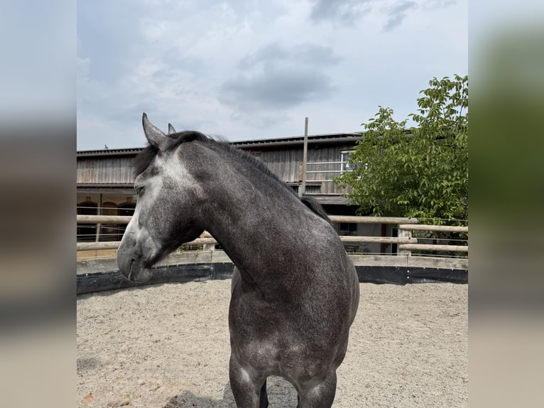 Connemara Croisé Hongre 5 Ans 160 cm Gris in Dillingen an der Donau