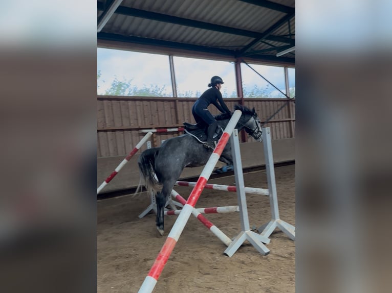 Connemara Croisé Hongre 5 Ans 160 cm Gris in Dillingen an der Donau