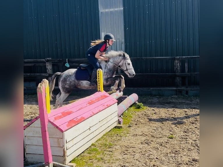 Connemara Hongre 6 Ans 128 cm Rouan bleu in Sligo