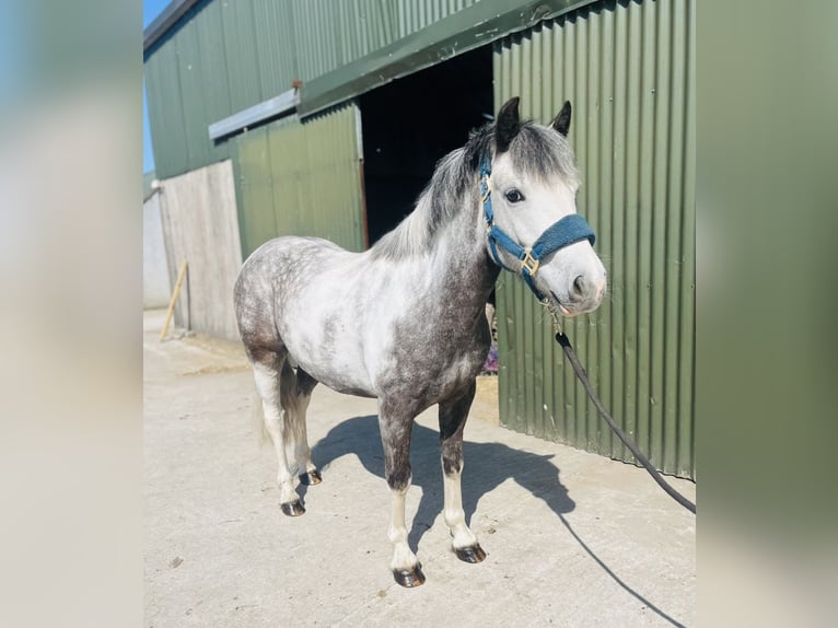 Connemara Hongre 6 Ans 128 cm Rouan bleu in Sligo