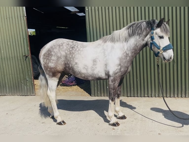 Connemara Hongre 6 Ans 128 cm Rouan bleu in Sligo