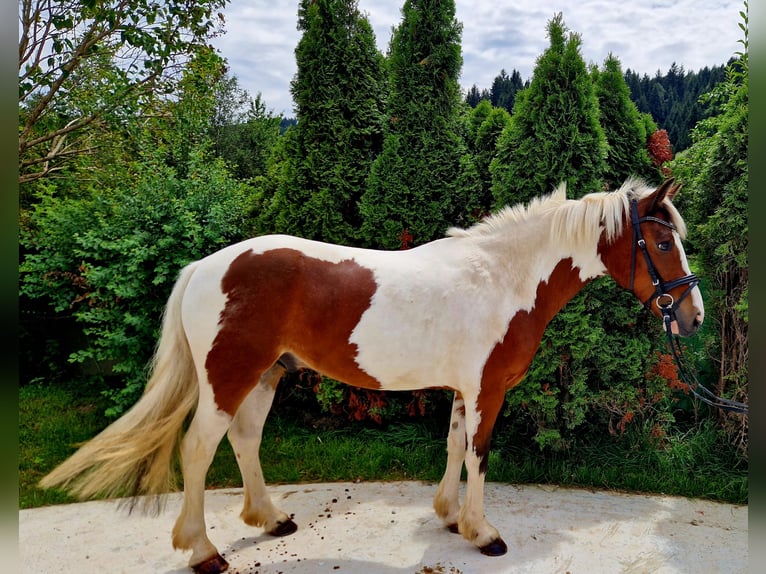 Connemara Hongre 6 Ans 136 cm Pinto in Gummern