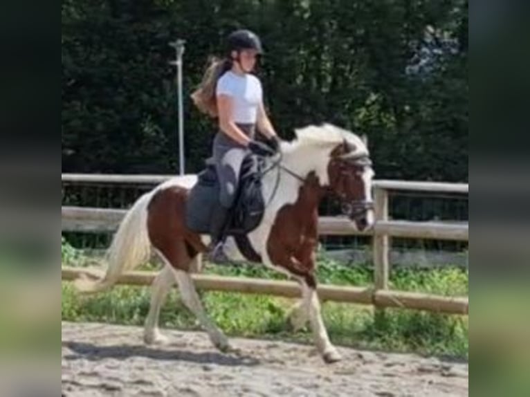 Connemara Hongre 6 Ans 136 cm Pinto in Gummern