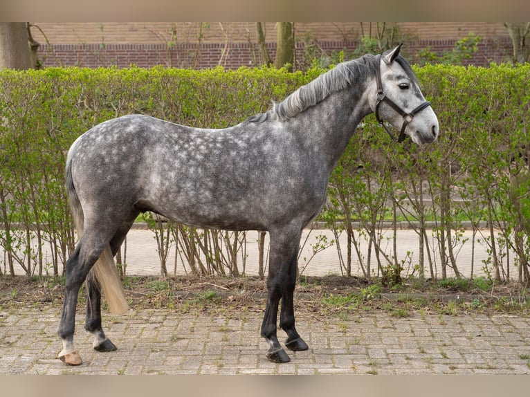 Connemara Hongre 6 Ans 142 cm Gris pommelé in Ouderkerk, Amsterdam