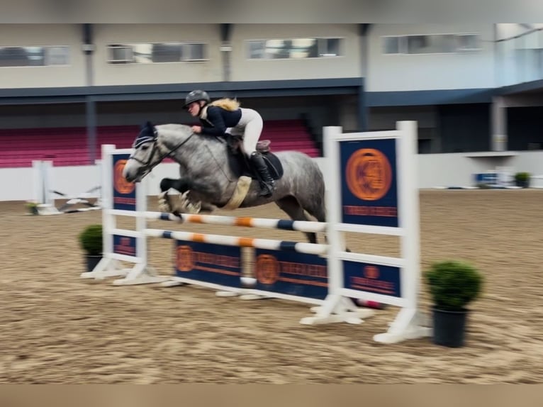 Connemara Hongre 6 Ans 145 cm Gris pommelé in Mountrath, Co. Laois