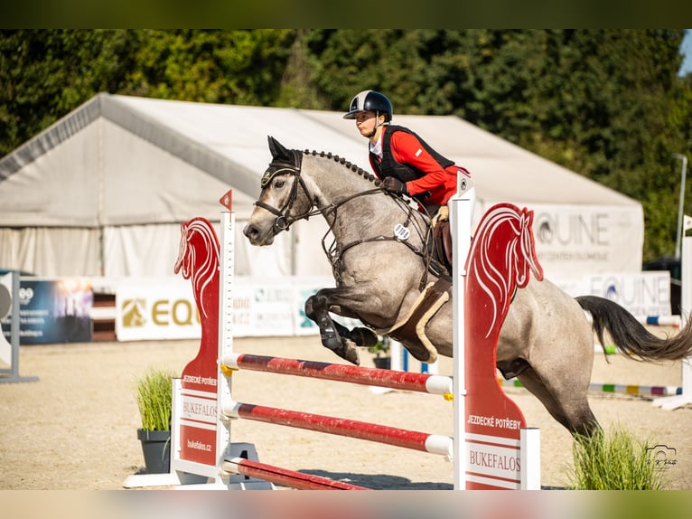 Connemara Hongre 6 Ans 147 cm Gris in Šumperk