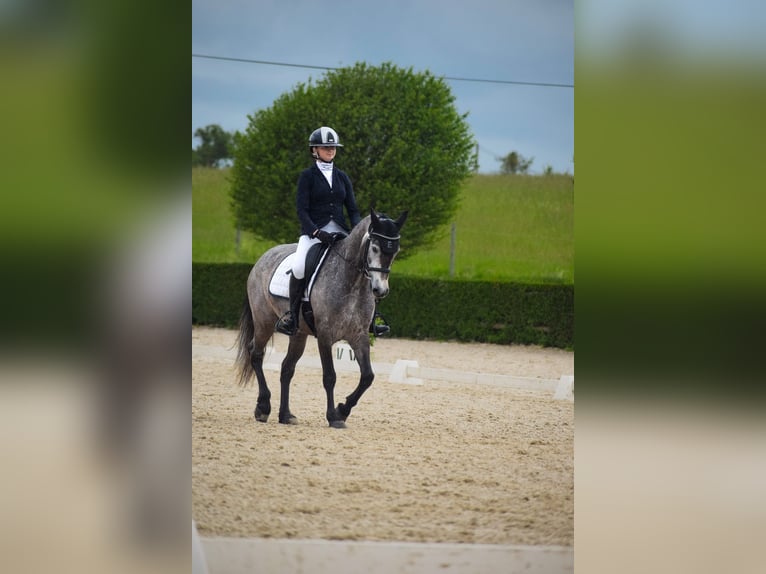 Connemara Hongre 6 Ans 147 cm Gris in Šumperk