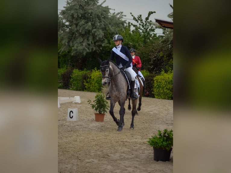 Connemara Hongre 6 Ans 147 cm Gris in Šumperk