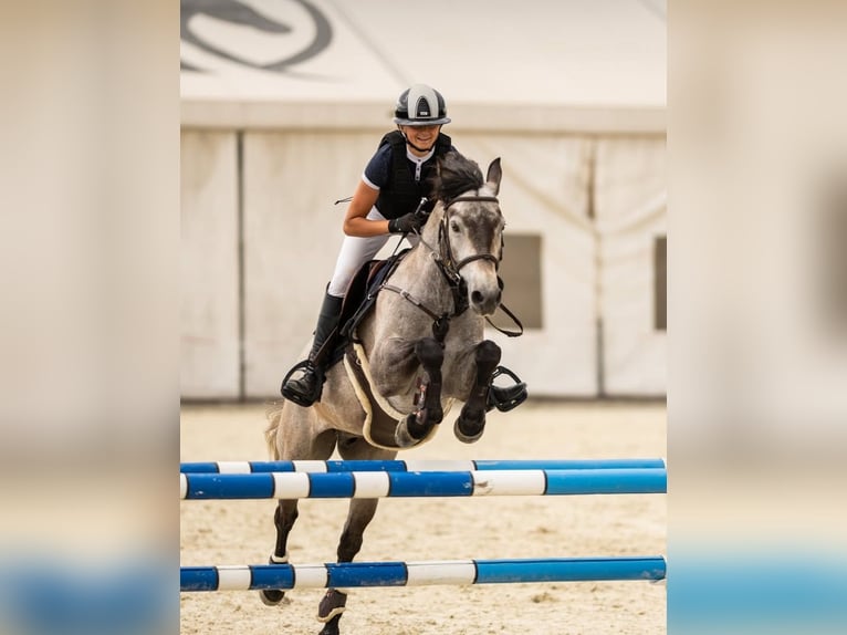 Connemara Hongre 6 Ans 147 cm Gris in Šumperk