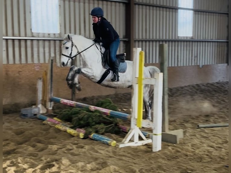 Connemara Hongre 6 Ans 147 cm Gris in Sligo