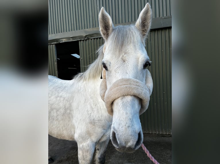 Connemara Hongre 6 Ans 147 cm Gris in Sligo
