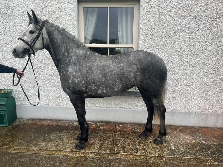 Connemara Croisé Hongre 6 Ans 148 cm Bai cerise in Roscommon