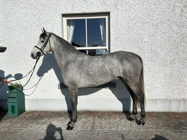 Connemara Croisé Hongre 6 Ans 148 cm Bai cerise in Roscommon
