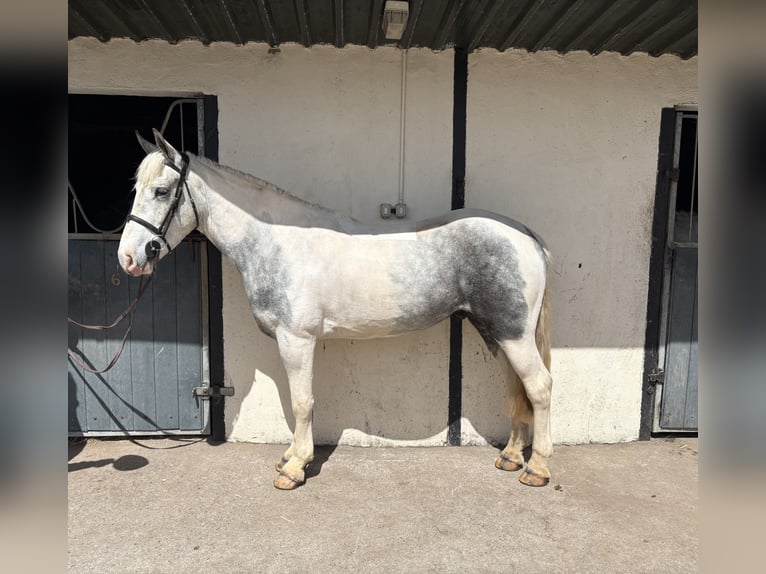 Connemara Croisé Hongre 6 Ans 148 cm Bai cerise in Roscommon