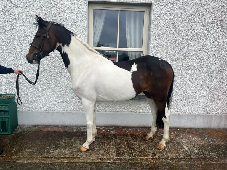 Connemara Croisé Hongre 6 Ans 148 cm Bai cerise in Roscommon