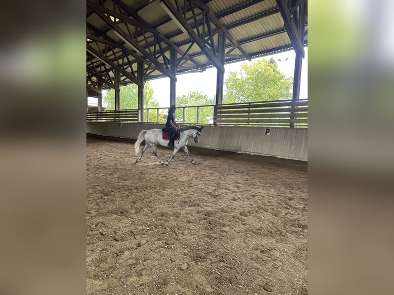 Connemara Hongre 6 Ans 148 cm Gris in Villemer