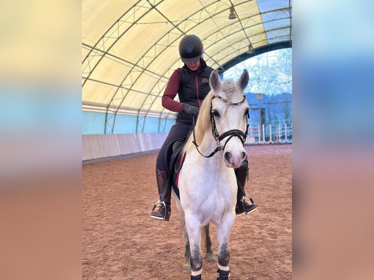 Connemara Hongre 6 Ans 148 cm Gris in Eckersdorf Connemara Hongre 6 Ans 148 cm Gris in Eckersdorf