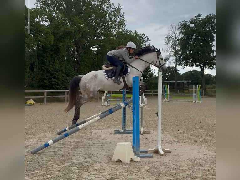 Connemara Hongre 6 Ans 149 cm Gris in Nort-sur-Erdre