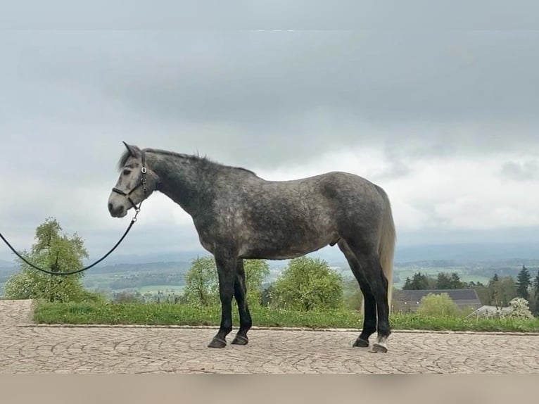 Connemara Hongre 6 Ans 152 cm Gris pommelé in Hinteregg