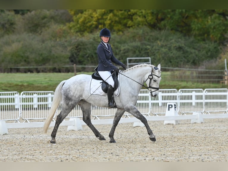 Connemara Hongre 6 Ans 154 cm Gris pommelé in Havering-atte-Bower