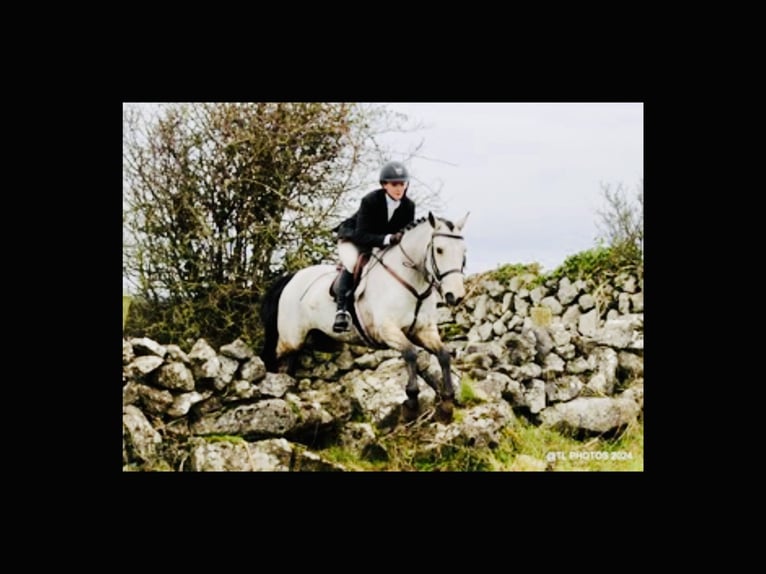 Connemara Hongre 6 Ans 155 cm Isabelle in Mountrath