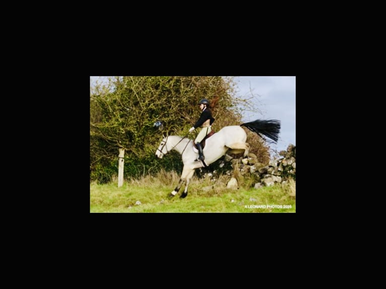 Connemara Hongre 6 Ans 155 cm Isabelle in Mountrath