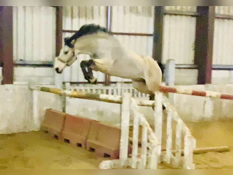 Connemara Hongre 6 Ans 155 cm Isabelle in Mountrath