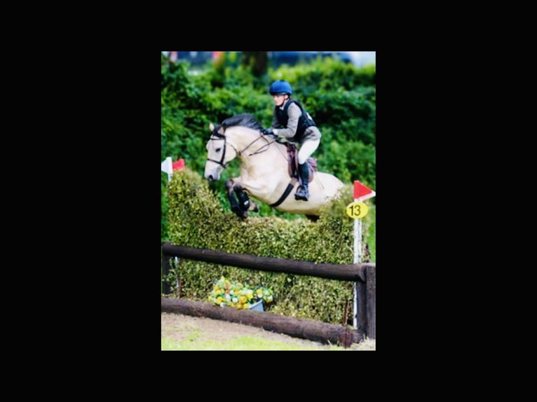 Connemara Hongre 6 Ans 155 cm Isabelle in Mountrath