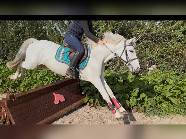 Connemara Hongre 7 Ans 138 cm Gris in Sligo