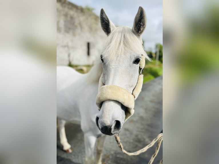 Connemara Hongre 7 Ans 138 cm Gris in Sligo
