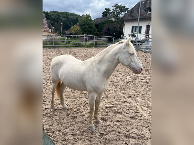 Connemara Hongre 7 Ans 140 cm Perlino in Wildensbuch