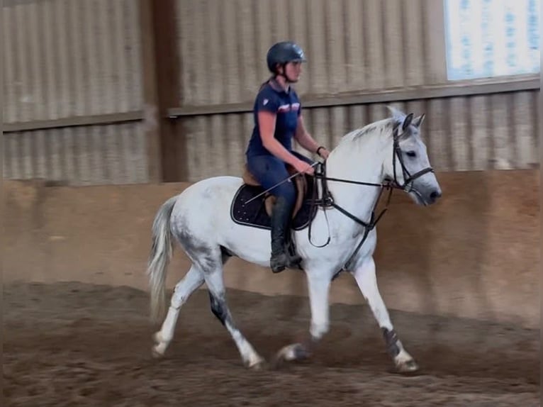 Connemara Hongre 7 Ans 147 cm Rouan bleu in Sligo