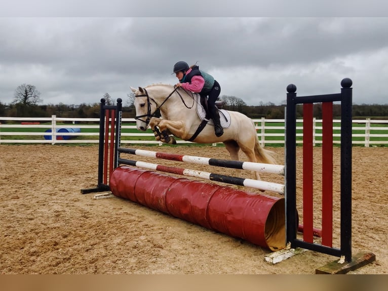 Connemara Hongre 7 Ans 152 cm Palomino in Mountrath